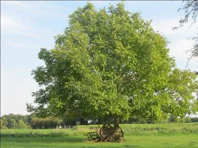 Les fruits de cet arbre se cachent dans le veau :