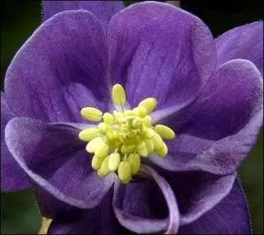 De longues tiges , des fleurs trs lgantes avec des perons un peu arqus et un feuillage qui change de couleur avec les saisons. De quelle fleur s'agit-il ?