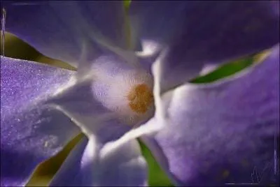 Elle est solide et rustique. Elle a un feuillage d'un beau vert et se multiplie par stolons comme le fraisier. Quelle est cette fleur ?