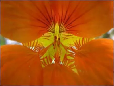 C'est une plante comestible, aromatique et mdicinale, qui a la particularit d'attirer les pucerons. c'est la ... ?