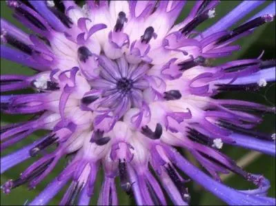 Il peut tre des champs ou des montagnes, mais il demande toujours un sol non pollu par les pesticides. Qui est-il ?