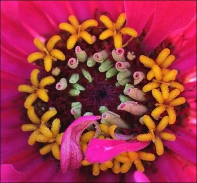 Son cur est incroyablement color, cette fleur attire les papillons. c'est le ... ?