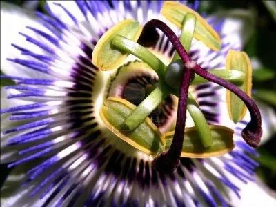 Ce cur est celui de la fleur d'une plante grimpante qui dgage un doux parfum rappelant le mono. Quelle est cette fleur ?