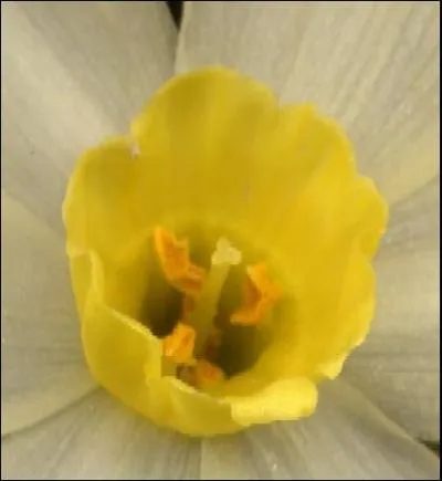 Son odeur forte peut donner la migraine. Ses fleurs qui s'inclinent en direction d'un point d'eau lui ont donn son nom ... ?