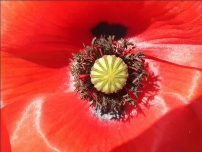 C'est la fleur d'une plante annuelle d'apparence fragile, qui a inspir certains peintres. C'est le ... ?