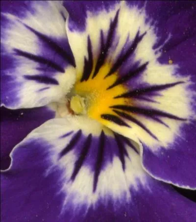 Elle rsiste bien au froid. Son nom vient de Pon, dieu gurisseur des grecs. Quel est son nom ?