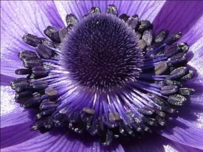 Sorte de renoncule dont la fleur inodore est remarquable par l'clat et la varit de ses couleurs. C'est ... ?