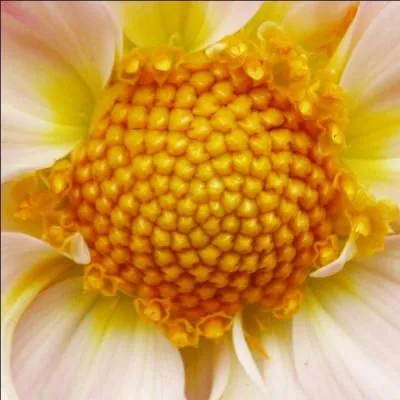 Originaire d'Amrique centrale, ses fleurs existent dans tous les coloris sauf le bleu. A quelle fleur appartient ce cur ?