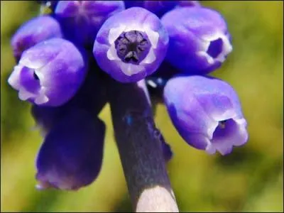 Genre de plante monocotyldone, printanire et  bulbe, ces fleurs sont de petites clochettes  ouverture troite runies en une grappe. Quelle fleur reconnaissez-vous ?