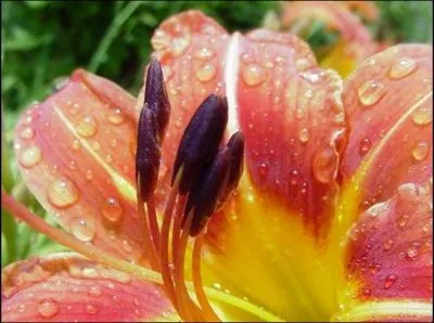 C'est une plante vivace mais sa dure de vie est phmre. Quelle est cette fleur ?