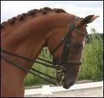 De quelle couleur est la robe de ce cheval ?