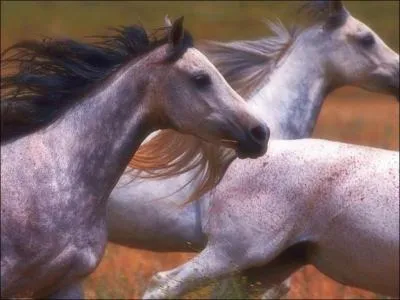 De quelle couleur est la robe de ce cheval ?