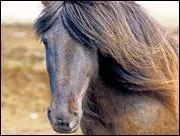 De quelle couleur est la robe de ce cheval ?