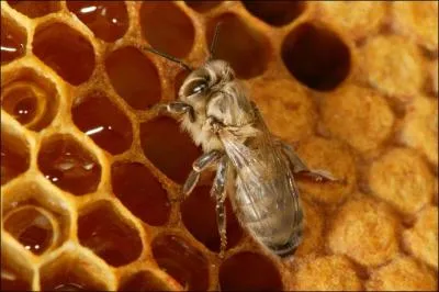 Les abeilles sont des insectes importants, car ils pollinisent les fleurs. Que produisent-elles dans leurs ruches ?