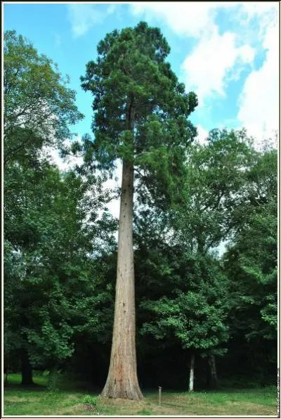 Cet arbre est impressionnant de par sa grandeur. Comme se nomme-t-il ?