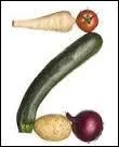 Sorte de courgette :