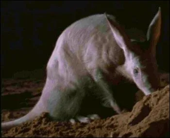 Comment s'appelle ce cochon de terre, mammifre fourmilier d'Afrique ?
