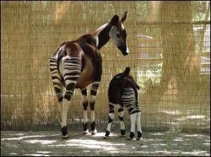L'Okapi est un animal trs rare dcouvert au Congo vers 1900. De quel autre animal est-il parent ?