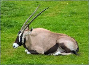 Pourquoi l'Oryx est-il particulirement bien adapt  la vie dans le dsert ?