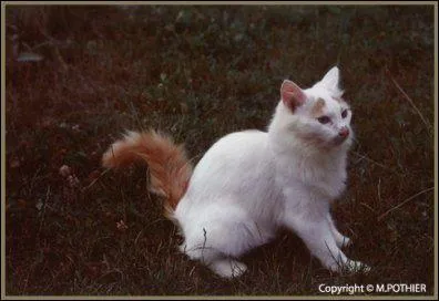 Dans le premier, qui est le premier lieutenant ?