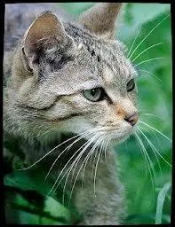 Dans le 2, qui est l'apprenti(e) de Coeur de Feu ?