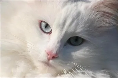 Qui se fait tuer par la meute de chiens sanguinaires ?