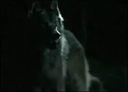  quel moment de la journe Tyler se transforme-t-il en loup ?