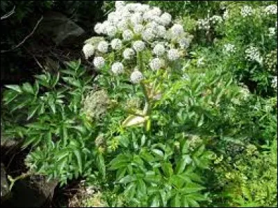 Quelle est cette fleur qui est aussi un prénom ?