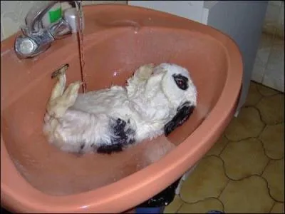 Doit-on laver un lapin ?