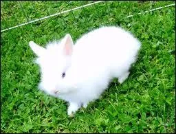 Le leucisme existe-t-il chez le lapin ?