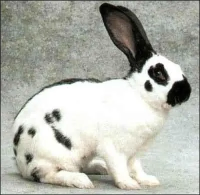 Quelle race n'existe pas ?