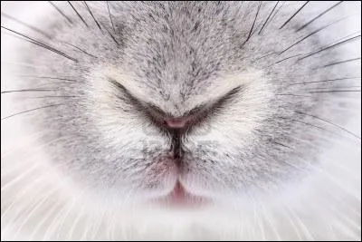 Quand le lapin bouge son nez, que cela veut-il dire ?