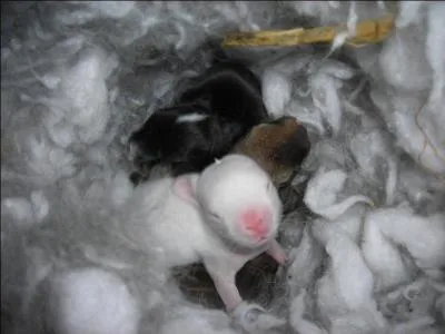 Combien pse le lapereau  5 jours ?