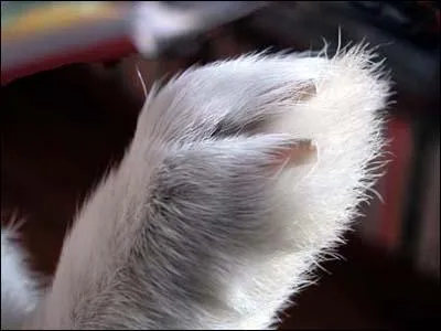 Doit-on couper les ongles d'un lapin ?