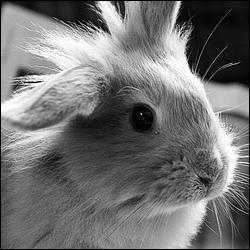 Quelle est l'esprance de vie d'un lapin nain ?