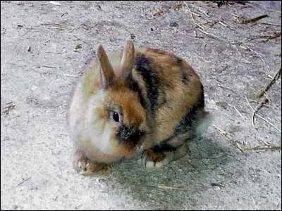 Combien de dents a un lapin ?