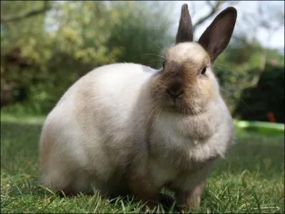  partir de quel ge un lapin nain est adulte ?