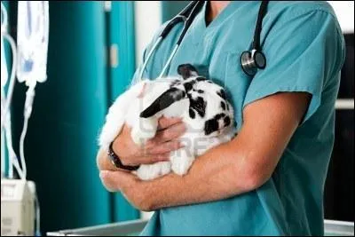 Faut-il vacciner un lapin contre la VHD ?