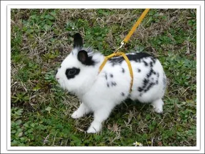 Combien d'heures minimum par jour le lapin doit-il sortir de sa cage ?