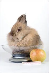 Quel est le poid maximal pour un lapin nain ?