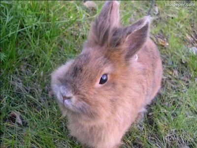 Un lapin rpond-il  son nom ?