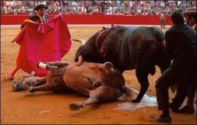 Les chevaux souffrent pendant les corridas . Ce sont les chevaux monts par...