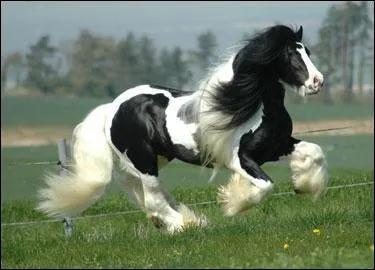 Dans quel but slectionnait-on les chevaux de trait autrefois ?