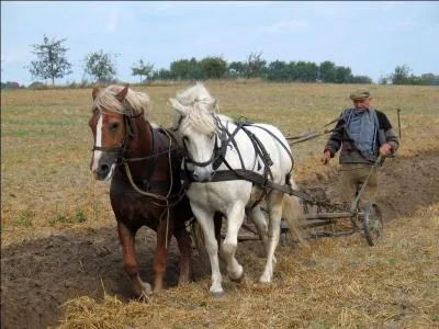 Les chevaux de trait ont perdu la dernire de leur fonction , quand ?