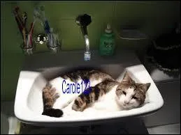 Comment s'appelle le chat de Niall ?