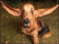 ''J'ai constaté que la douleur était une bonne source d'inspiration / Et que les zones d'ombre du passé montrent au stylo la direction / La colère et la galère sont des sentiments productifs / ... / Toi tu dis que la vie est dure et au fond de moi je pense pareil / Mais je garde les idées pures et je dors sur mes deux OREILLES''