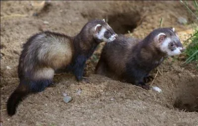  Et celle-ci, elle fait allusion  quoi sur le putois ?