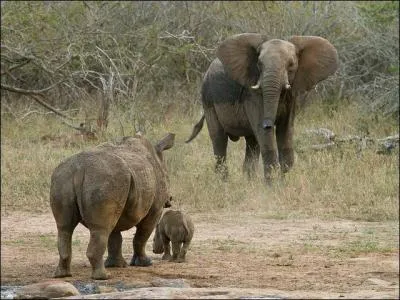 Entre l'lphant d'Afrique et le rhinocros blanc, qui est le plus lourd ?