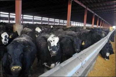 Tous les leveurs camarguais sont signataires d'une charte ; laquelle ? photo : levage intensif du boeuf.