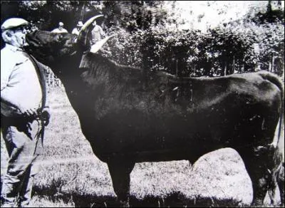 Quel est le mode d'levage des taureaux de combat en Camargue ?